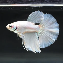a graceful iridescent white betta fish with long swirling fins, black-water-background, traditional Chinese painting