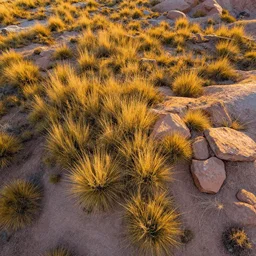 aerial overhead close up shot of badlands ground with tuft grass and rocks in golden hour lighting in a vector art screen print wood block colorful style
