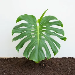 the plant is a survivor. it can grow in the most unlikely places, including on the side of a cliff. it can also survive in the most extreme conditions, including in the desert.