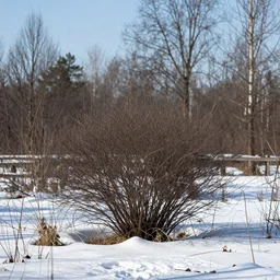 a winter landscape with shrubs and trees on a clear day, foreshortening