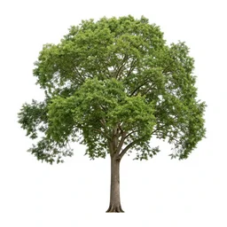 ceiba tree