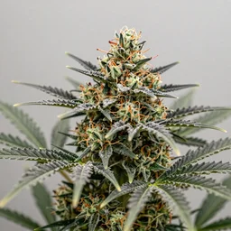 cannabis sativa flower, pink kush macro