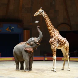 elephant juggling with giraffe in circus