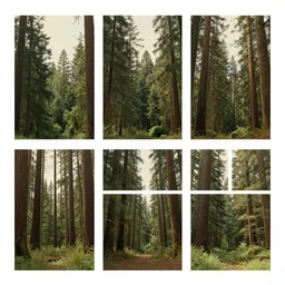 a mid-century modern collage of Ghostwood National Forest, Twin Peaks