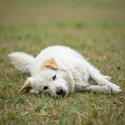 A white and yellow dog was rolling in the field.