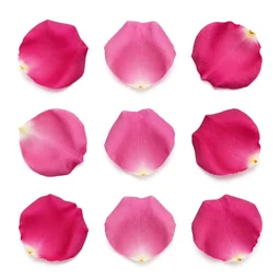 various kinds of separate rose petals, botanical illustration, white background, 8 k
