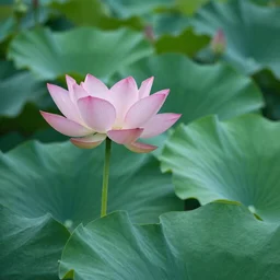 double exposure lotus, space