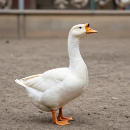 goose goose duck arena gladiators